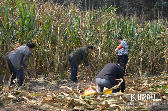 永远的承诺 一家人志愿者帮战友遗孀收秋