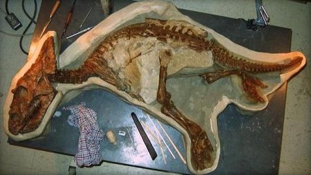 研究人员在加拿大阿尔伯塔省发现一具长1.5米的恐龙宝宝骨架化石