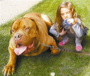 英国4岁女孩 被自家獒犬咬死_资讯频道_凤凰网