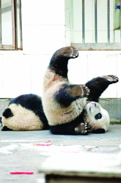 熊猫搭档上演越狱