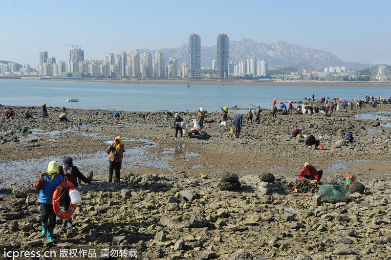 山东青岛:十月初二退大潮 数百市民挖牡蛎