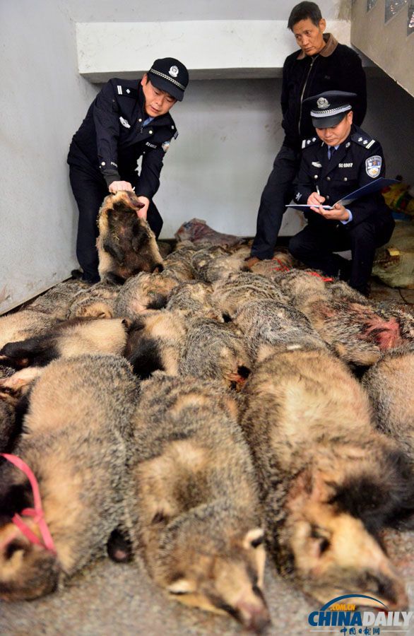 野生保护动物野鸡死体100余只,国家保护动物野兔死体600只,猪獾死体36