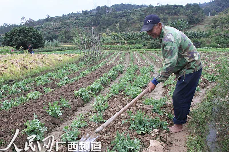 农民伯伯正在管护碗豆