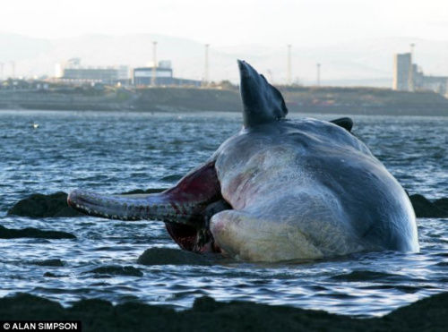 鲸鱼搁浅海滩 血流不止染红海水(图)|抹香鲸|海