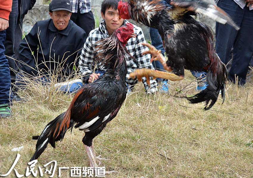 2012年3月25日,广西民间武鸣县在体育场举办观众赛季斗鸡v民间,让壮乡201819传统皇马球衣图片