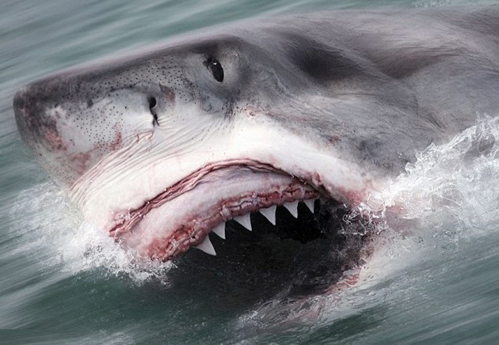 大白鲨高清图