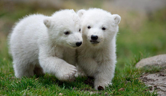 慕尼黑动物园14个月大的北极熊双胞胎宝宝已然成为明星
