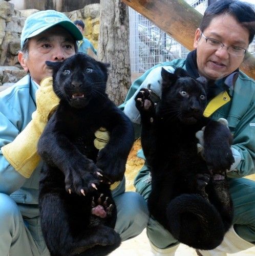 日本动物园美洲豹产下罕见黑色"龙凤胎"(图)