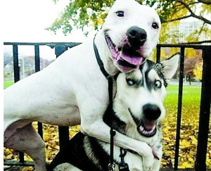 让相片告诉你哈士奇到底有多二