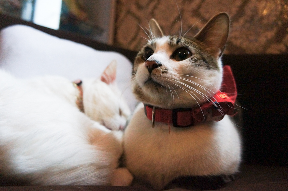 夜景谁更出色 微型单电相机高感对比