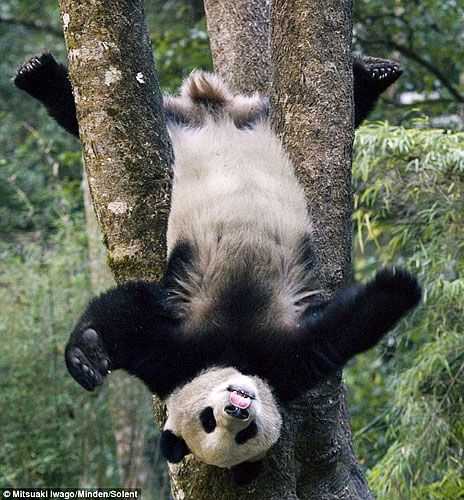 日本摄影师抓拍大熊猫幼崽功夫表演