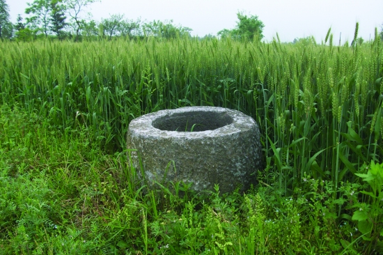 乡村麦田有一口600岁明代古井 图