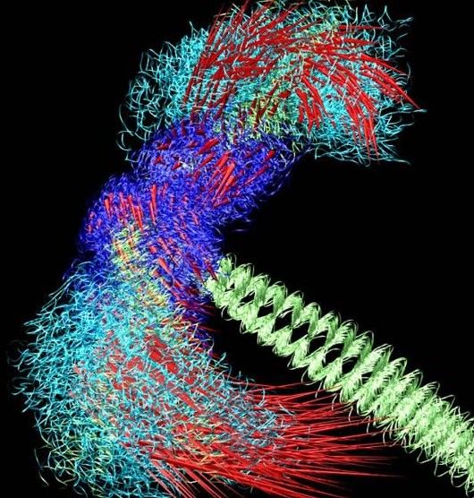 罕见老鼠心脏医学图6