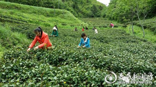 歡聲笑語採摘茶葉