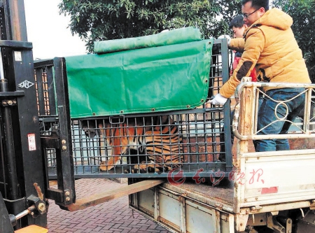 长沙生态动物园昨"嫁女" 奔赴南昌见夫君