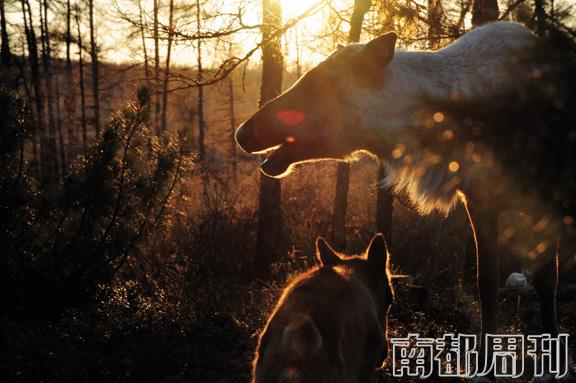 十几年前,由于生态迁徙和禁猎,大部分使鹿族人告别