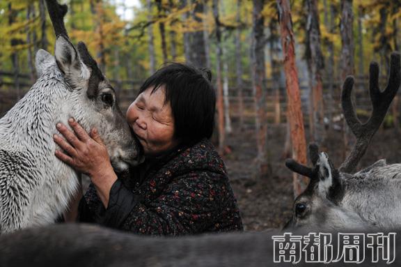 十几年前,由于生态迁徙和禁猎,大部分使鹿族人告别