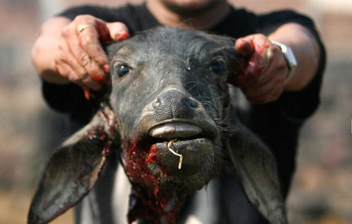 世界各国祭祀实录血腥暴力自残