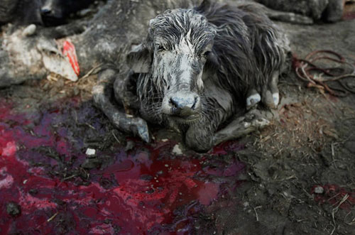世界各国祭祀实录血腥暴力自残