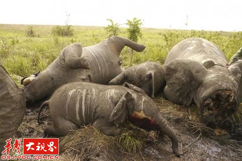 2011年9月14日克鲁格国家公园,这头被割去角的犀牛被证实是被偷猎者