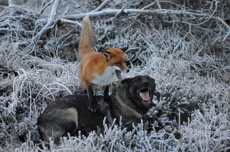 狗獾子和狐狸图片