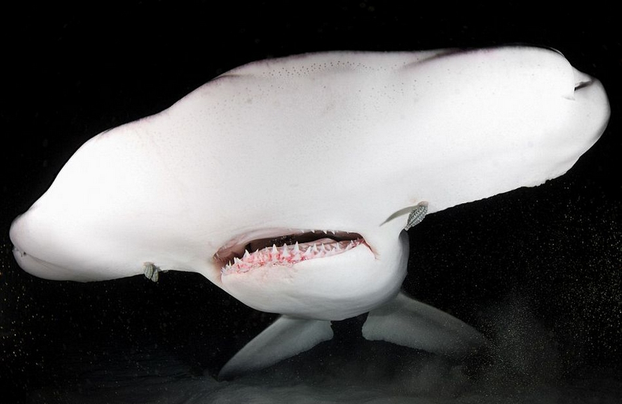 美科学家制服6米长吃人鲨做研究