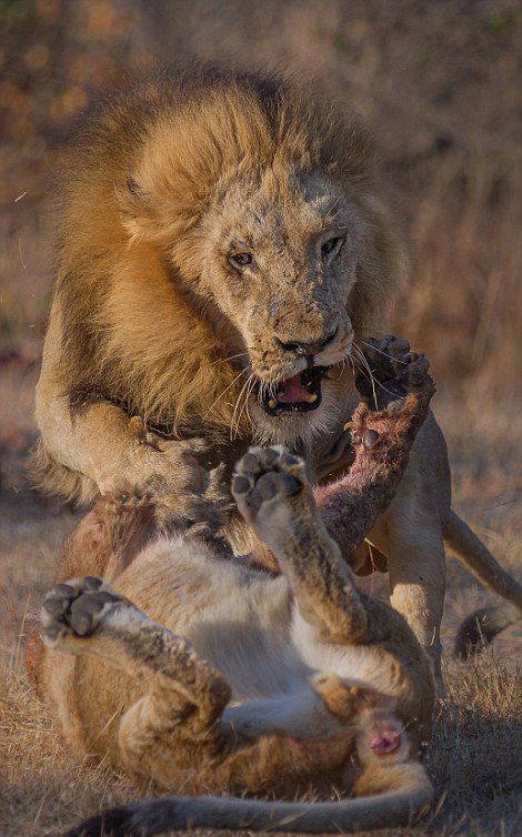 南非群狮为猎物展开厮杀尽显狂野本色