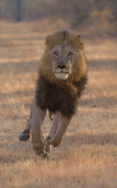 南非群狮为猎物展开厮杀尽显狂野本色