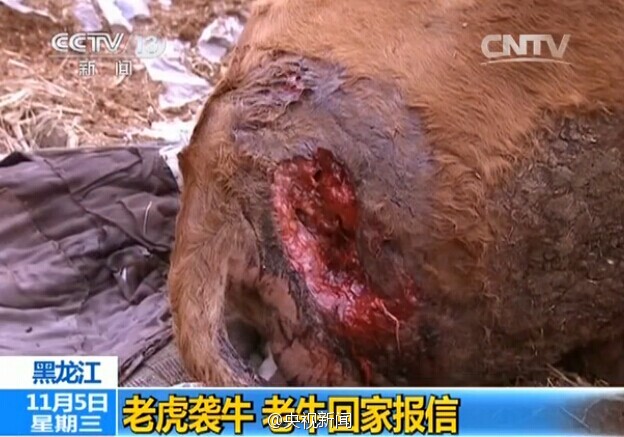 黑龙江一老牛被老虎咬伤 跑四五里路回家报信(图)