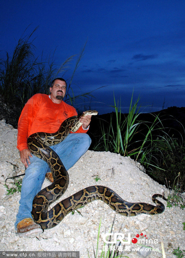 美国41岁男子不惧危险捕捉数十条巨型蟒蛇