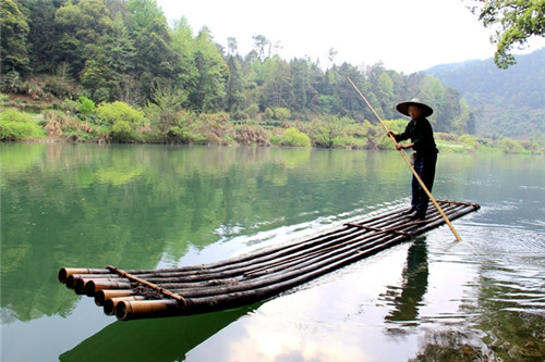 祁门鲁溪湾茶农撑竹排去采茶