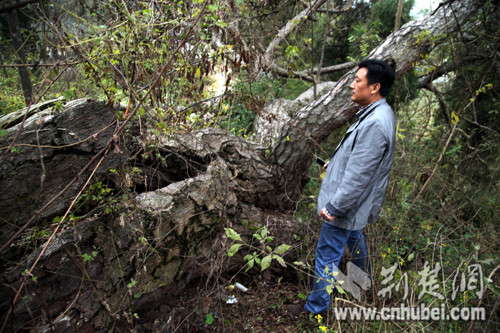 资讯 凤眼观楚原标题:孝昌一棵千年古松树枯死 村民后悔当初没有相信