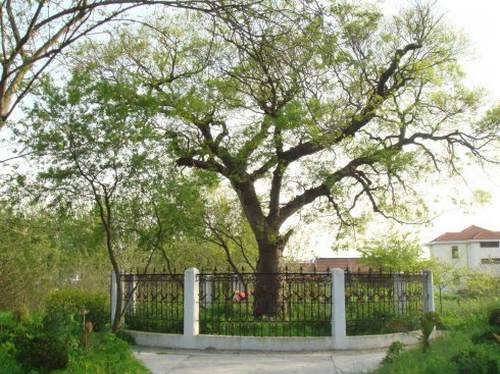 千里海堤第一树蓬蓬树