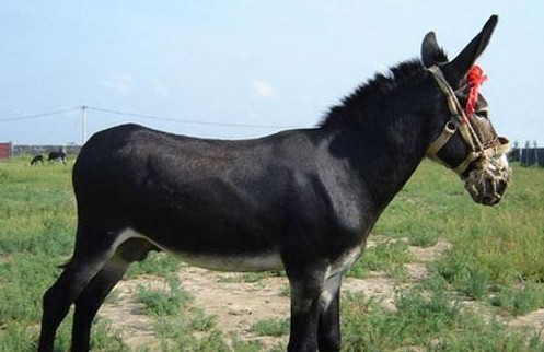 滨州特产之渤海黑驴