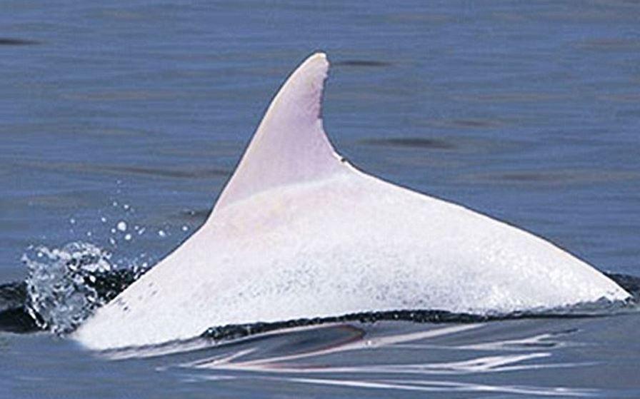 克罗地亚海洋研究人员在意大利地中海海岸发现罕见的珍稀白化海豚