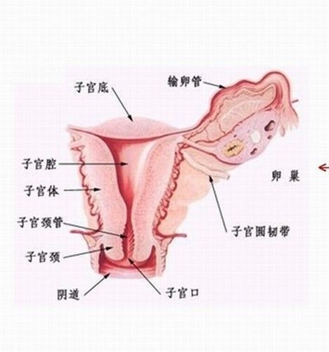 女人体内环境图片