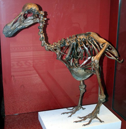 英国拍卖500年历史渡渡鸟化石 预超3万英镑