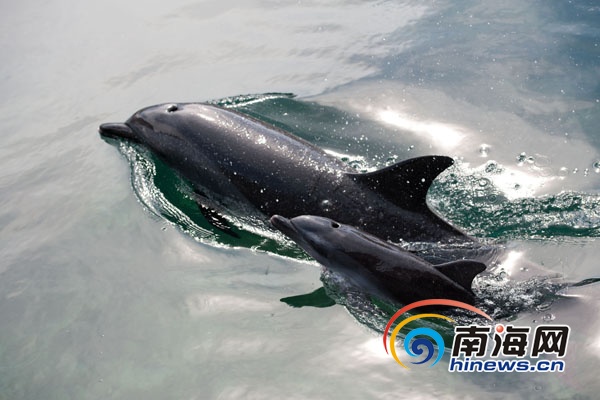 9月6日,在海南分界洲岛景区,刚刚降生的海豚宝宝和妈妈欢快地戏水.