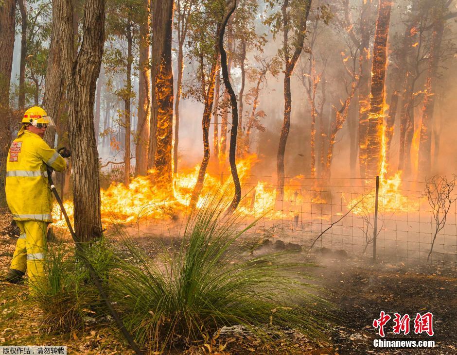 澳大利亚森林火灾致数十房屋被毁
