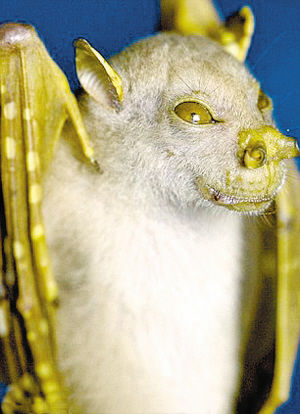 盘点近年30大新奇物种:会发光的蘑菇上榜|蝙蝠鱼|安格纳_凤凰旅游