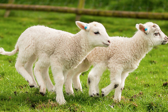 英农民培育两只六腿羊奔跑时令人眼花图