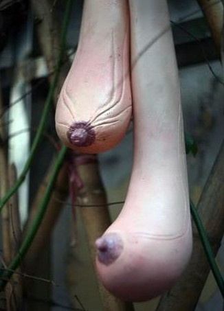 神奇乳瓜酷似女人胸部揭秘真假