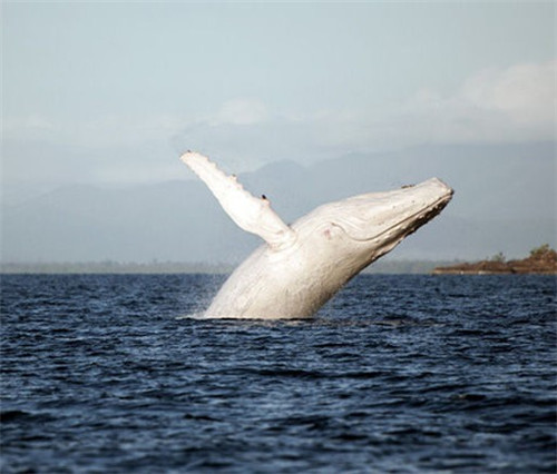 澳大利亚现罕见白色座头鲸 全世界仅此一只