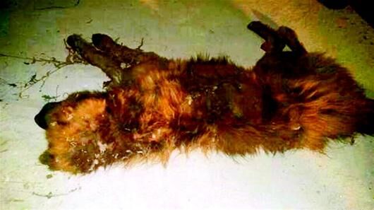 流浪藏獒狂咬4人被击毙 伤势严重者已送医治疗