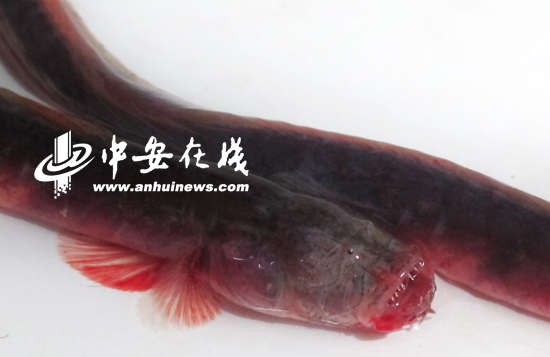巢湖怪鱼叫红狼牙鰕虎鱼 在广东潮汕是美味佳肴