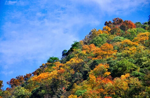 旅遊 徽遊記 > 正文在安徽 一定要去牯牛降賞雲海,數溝岔 當地有民謠