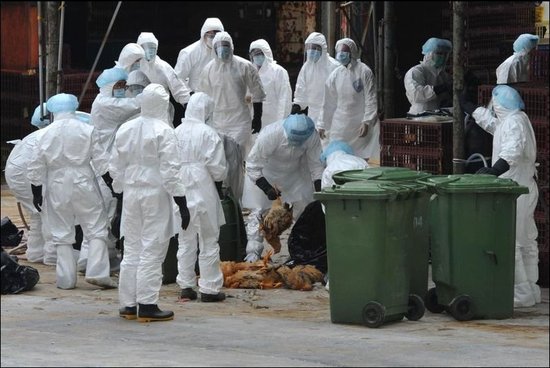 中国h7n9禽流感疫区 全部终止流感应急响应转入常态化