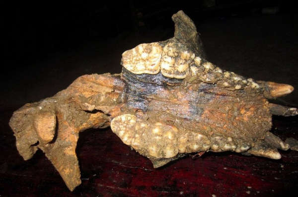 重庆发现神秘人熊头骨