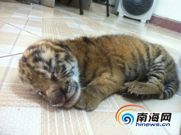 新出生的虎崽