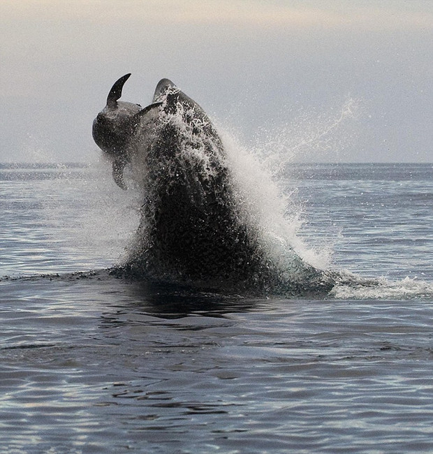 墨西哥虎鲸捕食海豚凶猛狂追2小时